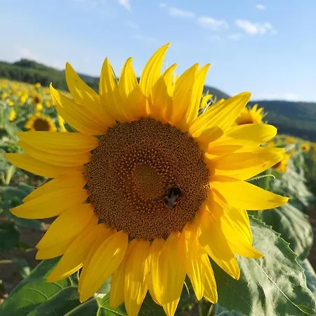 דירה Sudety Canna House בילאווה