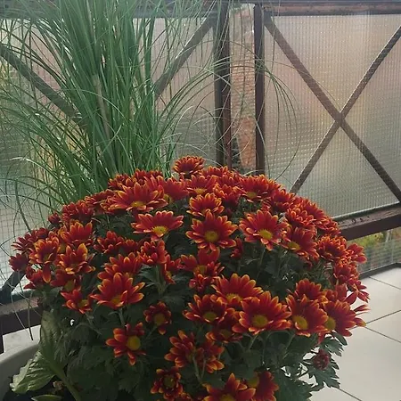 דירה Sudety Canna House *