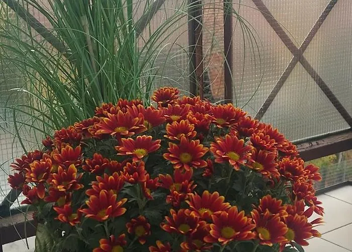 דירה Sudety Canna House *